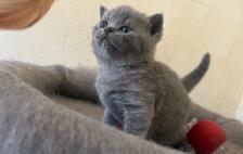 Purebred kittens for rehoming - Photo 2