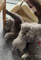 Purebred kittens for rehoming - Photo 3