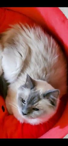 Ragdoll kittens! 2 left - Photo 6