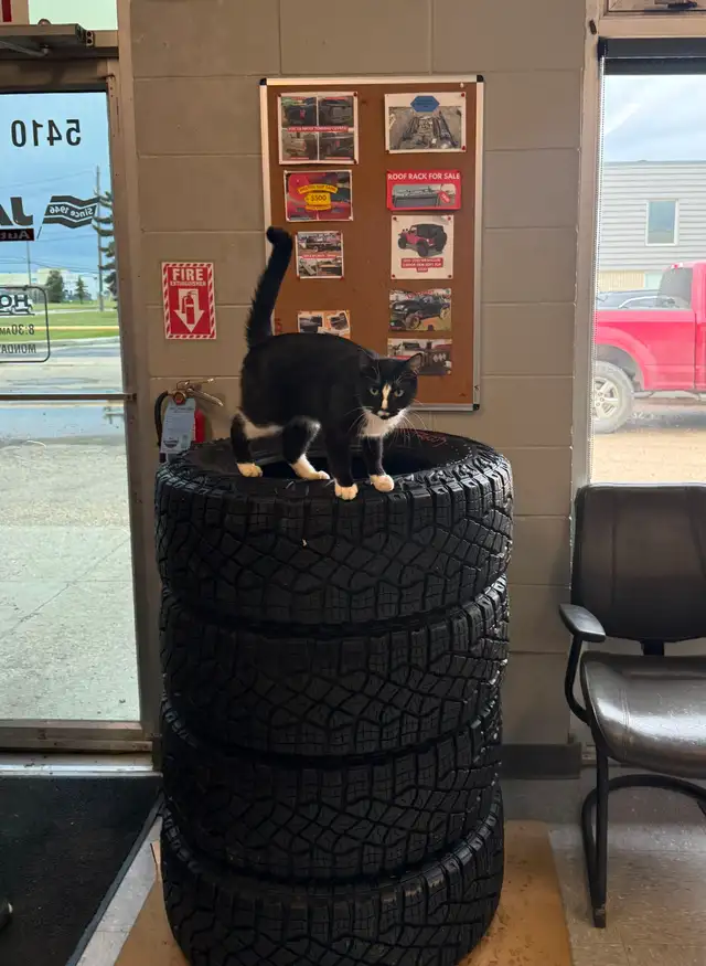 GOODYEAR TERRITORY M/T TIRES FOR SALE!