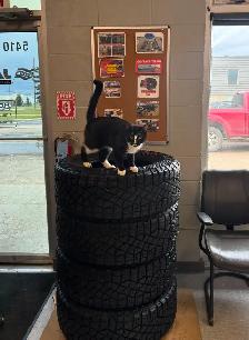GOODYEAR TERRITORY M/T TIRES FOR SALE!