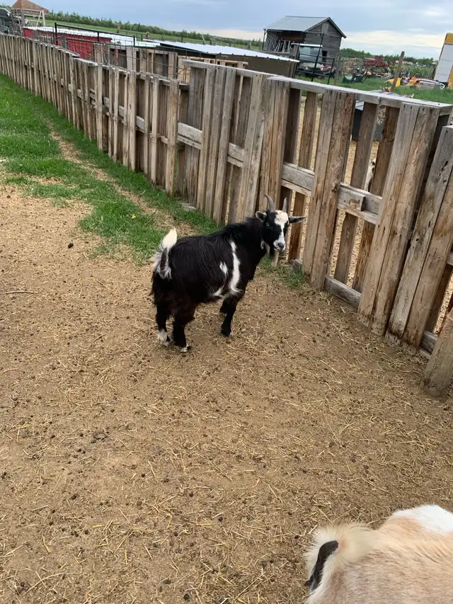 Nigerian dwarf Doeling