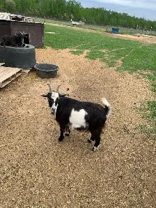 Nigerian dwarf Doeling - Photo 2