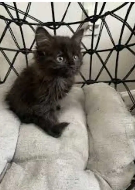I have beautiful baby black kittens