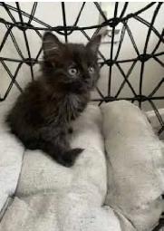 I have beautiful baby black kittens