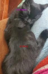 I have beautiful baby black kittens - Photo 2