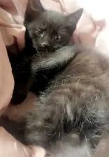 I have beautiful baby black kittens - Photo 3