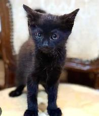 I have beautiful baby black kittens - Photo 4
