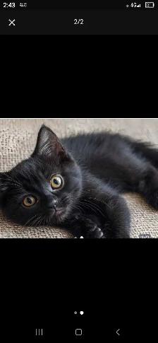 I have beautiful baby black kittens - Photo 5