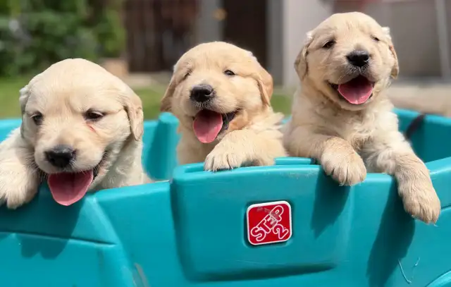 Golden Retriever Puppies