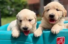 Golden Retriever Puppies - Photo 2