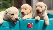 Golden Retriever Puppies - Photo 4