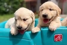 Golden Retriever Puppies - Photo 5