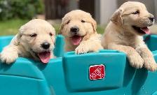 Golden Retriever Puppies - Photo 6