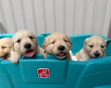 Golden Retriever Puppies - Photo 7