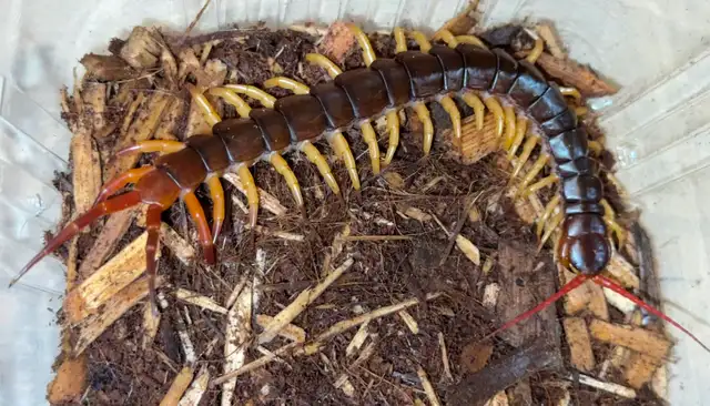 Vietnam Giant Yellow Leg Centipedes!