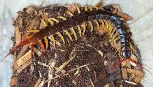 Vietnam Giant Yellow Leg Centipedes!