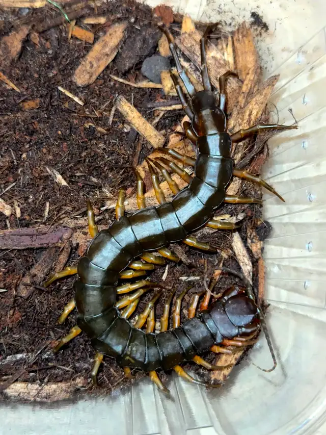 Vietnam Giant Black Flame Centipede!