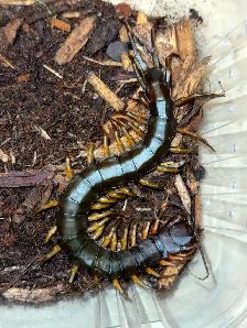 Vietnam Giant Black Flame Centipede!