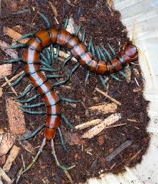 Giant Mint Leg Centipedes!
