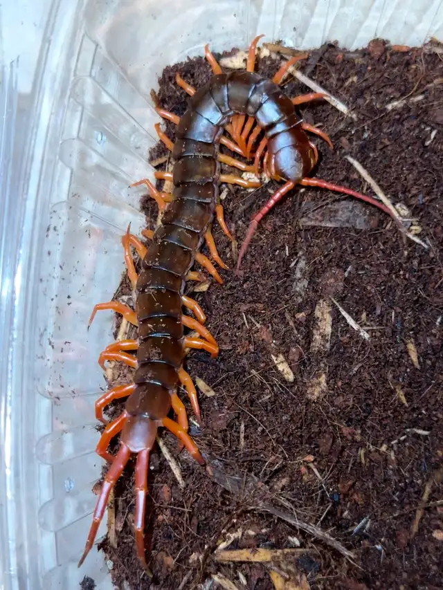 Vietnam Giant Orange Leg Centipedes!