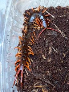 Vietnam Giant Orange Leg Centipedes!