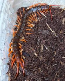 Vietnam Giant Orange Leg Centipedes! - Photo 2