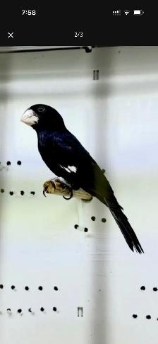 Twa Twa bird - Photo 2