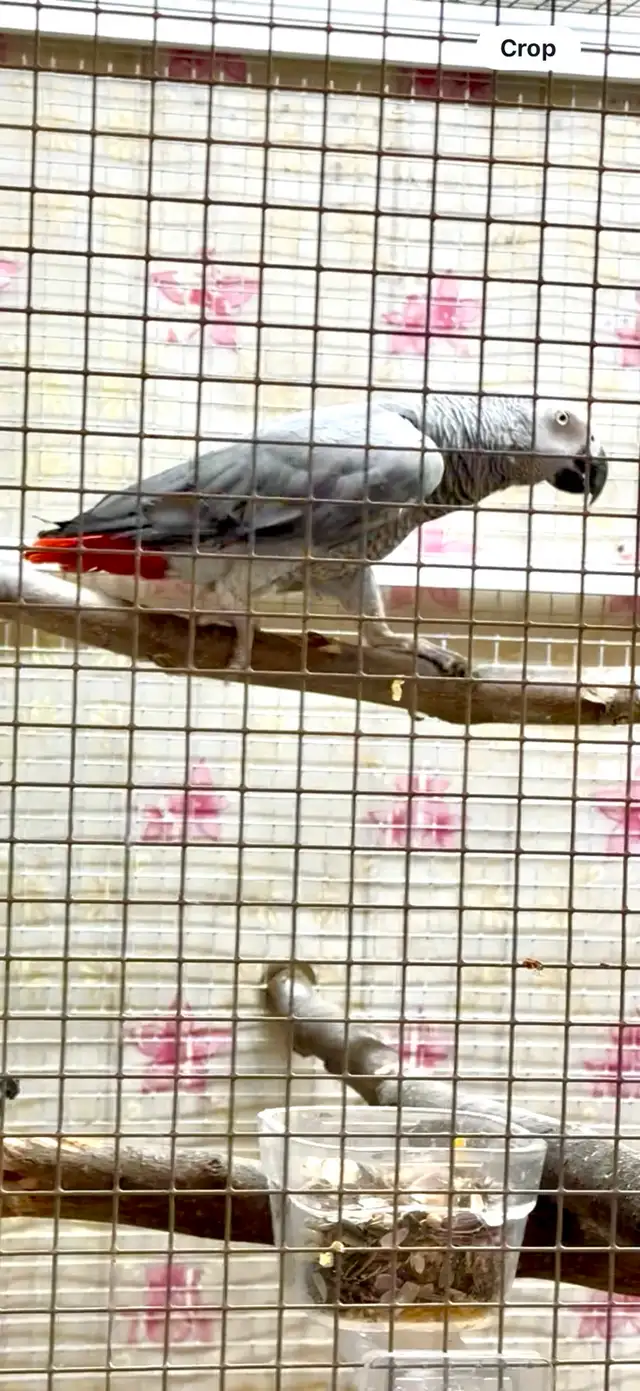 African Grey
