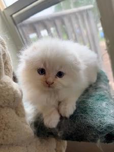 Ragdoll Scottish Fold Kitten (Male with Blue Eyes) - Photo 4