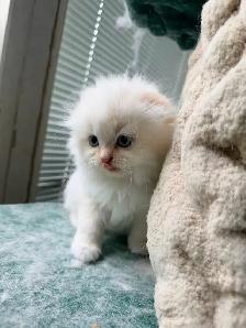 Ragdoll Scottish Fold Kitten (Male with Blue Eyes) - Photo 5