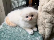 Ragdoll Scottish Fold Kitten (Male with Blue Eyes) - Photo 8