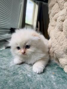 Ragdoll Scottish Fold Kitten (Male with Blue Eyes) - Photo 9
