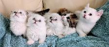 Munchkin Fold Kittens