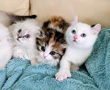 Munchkin Fold Kittens - Photo 2