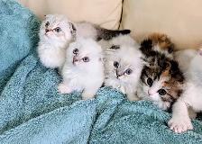 Munchkin Fold Kittens - Photo 3