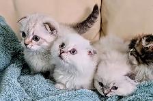 Munchkin Fold Kittens - Photo 4