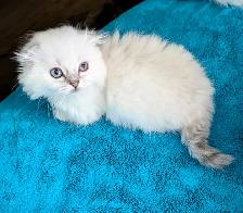 Munchkin Fold Kittens - Photo 5