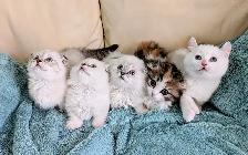 Munchkin Fold Kittens - Photo 7