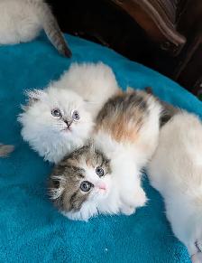 Munchkin Fold Kittens - Photo 8