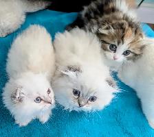 Munchkin Fold Kittens - Photo 9