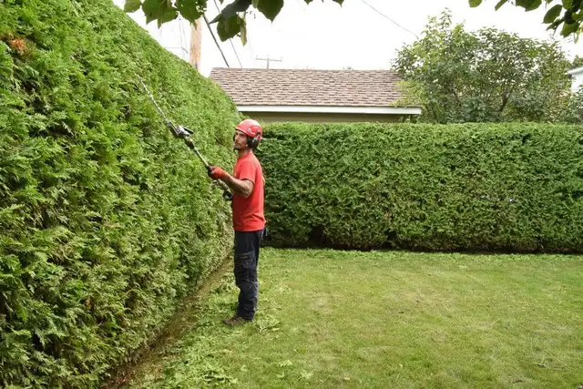 Cedar Hedge Trimming