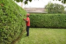 Cedar Hedge Trimming