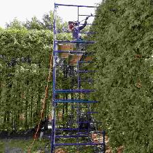 Cedar Hedge Trimming - Photo 2