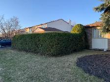 Cedar Hedge Trimming - Photo 3