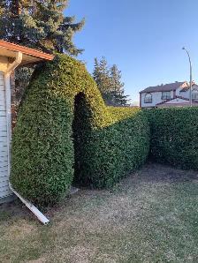 Cedar Hedge Trimming - Photo 4