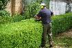 Cedar Hedge Trimming - Photo 5