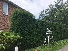 Cedar Hedge Trimming - Photo 6