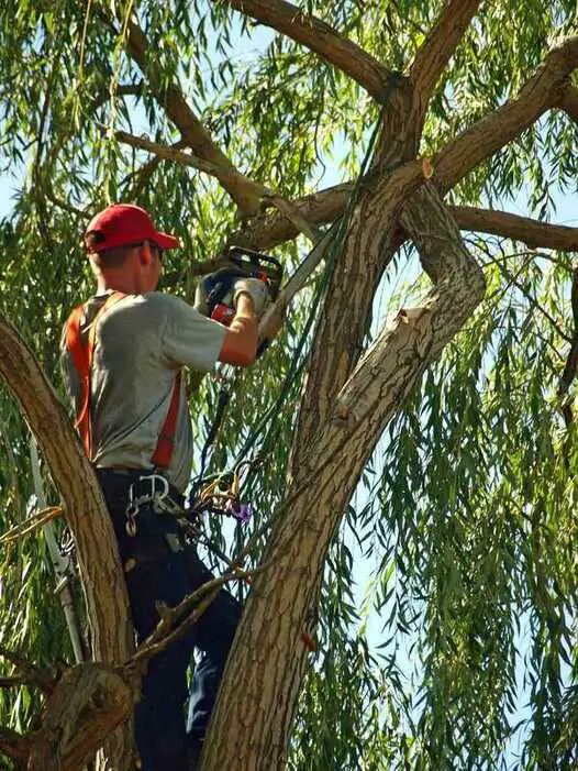 Tree branch cutting/trimming