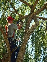 Tree branch cutting/trimming